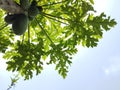 Papaya trees and sky shoot on details