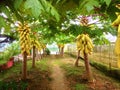 Papaya trees