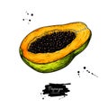 Papaya vector drawing. Hand drawn tropical fruit illustration.