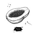 Papaya vector drawing. Hand drawn tropical fruit illustration. Sliced objects with seeds.