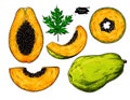 Papaya vector drawing set. Hand drawn tropical fruit illustration.