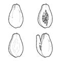 Papaya Vector Illustration Hand Drawn Fruit Cartoon Art
