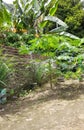 Papaya and Vegetable Plants