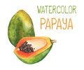 Papaya whole and cut. Papaya watercolor illustration on white background.