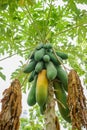 Papaya & x28; Carica papaya& x29; on tree, bunch fruits with green leaf