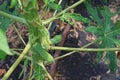 Papaya young fruit growth disorder from viruses disease