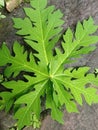 Papaya leaves