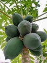 Papayas