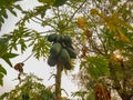Papayas fruit on tree in orchard farm