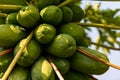 Papayas groeing on tree in Namibia Royalty Free Stock Photo