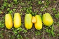 Papayas on the ground Royalty Free Stock Photo