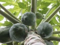 Papayas hanging on papaya tree