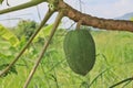 Papayas without pesticides are often unattractive.