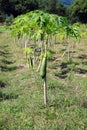 Papayas in the small tree