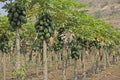 Papayas on tree, Carica papaya, Caricaceae, Maharashtra, I