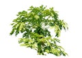 Papayas Tree on white background,tropical fruit