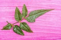 Paper background- sprig leaves