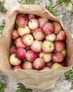 Paper bag with fresh apples. Autumn harvest Royalty Free Stock Photo