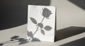 Paper bag with rose shadow still life Royalty Free Stock Photo