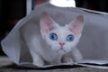 A small white Devon Rex cat is sitting in a paper bag. The cat has curly hair and large blue eyes. Royalty Free Stock Photo