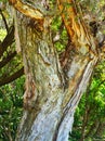 Paper Bark, Eucalyptus Tre Royalty Free Stock Photo