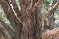 Paper bark eucalyptus tree trunk texture background