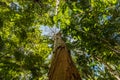 Paper bark tea tree, Cairns Botanic Gardens, Cairns Region, Queensland, Australia