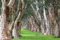 Paper Bark Trees