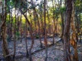 Paper Bark Trees