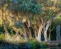 Paper Bark Trees in Western Australian Swamp Royalty Free Stock Photo