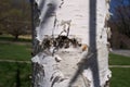 Paper birch bark Royalty Free Stock Photo