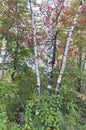 White birches with bark stripped from lower trunks Royalty Free Stock Photo