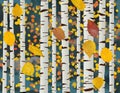 Paper birch tree trunks and falling autumn paper birch leaves are seen