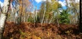 Paper Birches in Marion E. Brooks Natural Area - Pennsylvania Royalty Free Stock Photo