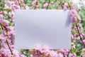 Paper blank between flowering almond branches in blossom. Pink flowers as a frame