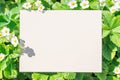 Paper blank between strawberry flowering bushes. Strawberry flowers and leaves as a frame Royalty Free Stock Photo