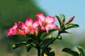 Paper blossom or pink azalea Impala Lily flower purple with bushy beautiful on soft and blur background Royalty Free Stock Photo