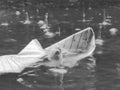 Paper boat drowns like dreams in competition