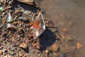 A paper boat, a little boat made of an old newspaper, floats down the drain and is washed up on the bank of a muddy stream, away f