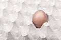 Paper box and egg Royalty Free Stock Photo
