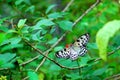 Paper or Ceylon Tree-Nymph butterfly