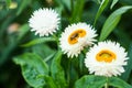 Paper Daisy. Royalty Free Stock Photo