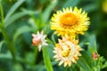 Paper Daisy. Royalty Free Stock Photo