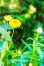 Paper Daisy. Royalty Free Stock Photo