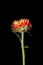 Paper daisy flower on black background Royalty Free Stock Photo