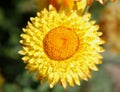 Paper daisy, golden everlasting