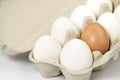 Paper Egg Tray with white eggs. chicken white eggs close up. farm chicken ecologic eggs Royalty Free Stock Photo