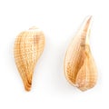 Paper Fig Shell (Ficus Gracilis) Royalty Free Stock Photo
