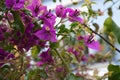 Paper flower, also known as Bougainvilleas