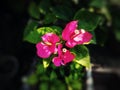 This is a paper flower, which is beautiful red and has white flower pistils Royalty Free Stock Photo